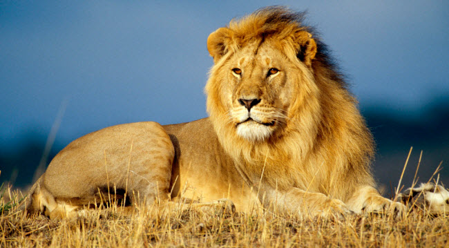 The Majesty of Lions: Secrets and Lives of the Jungle Kings