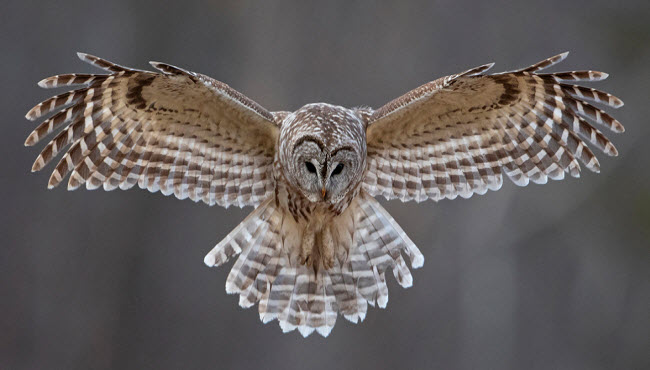 Owls: Secrets of Nocturnal Hunters and Their Unique Skills