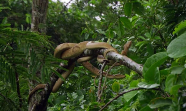 Island of Deadly Serpents: The Deadly Secrets of La Grande