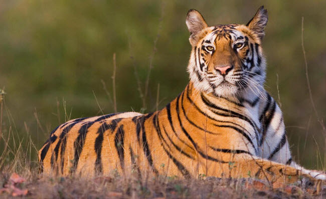 Tigers: The Untold Secrets of the Wild's Largest Predators