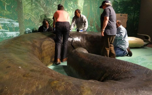 Titanoboa: The Astonishing Secrets of the World's Largest Snake