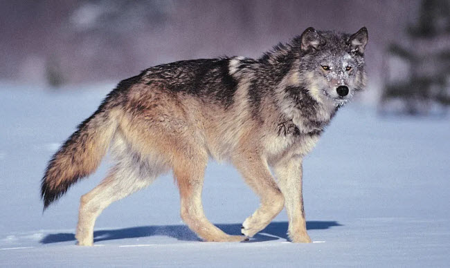 The Wolf World: A Journey into Their Behaviors and Societies