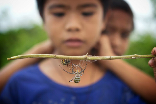 Spider Fighting: A Unique Spectacle Beyond Traditional Wrestling