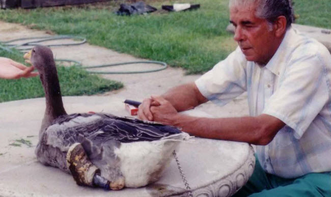 The Tragic Story of Andy the Goose: A Life of Courage and Unanswered Questions