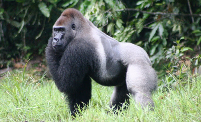 Gorilla