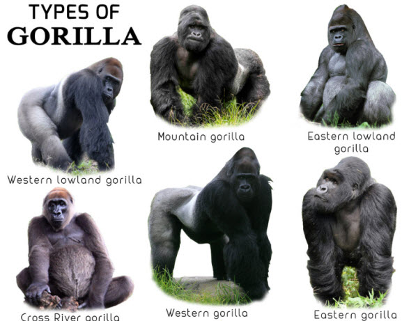 Gorilla