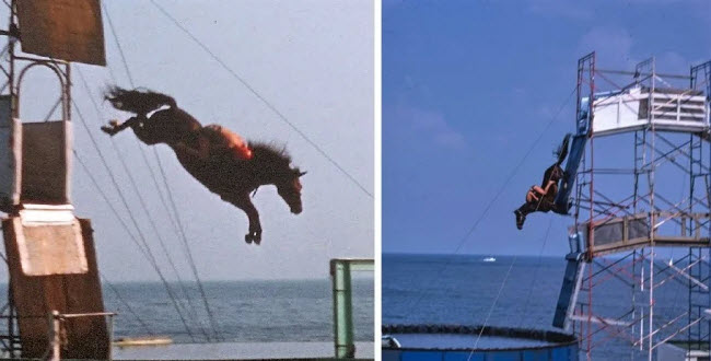 Horse Diving: A Forgotten and Controversial American Sport