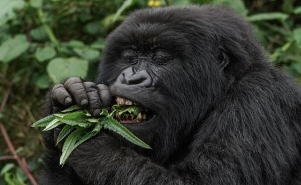 Gorilla