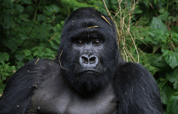 Gorilla