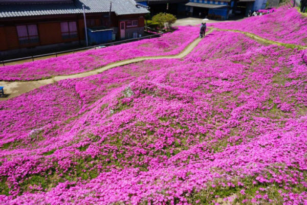 A Blossoming Tribute: The Story of Mr. Kuroki's Endless Love and His Flower Garden