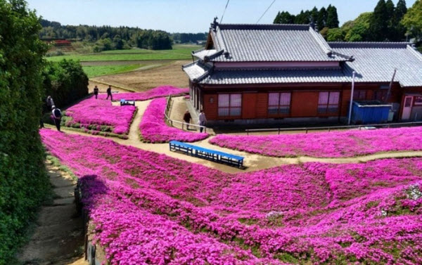 A Blossoming Tribute: The Story of Mr. Kuroki's Endless Love and His Flower Garden