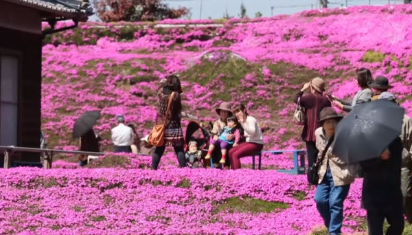 A Blossoming Tribute: The Story of Mr. Kuroki's Endless Love and His Flower Garden