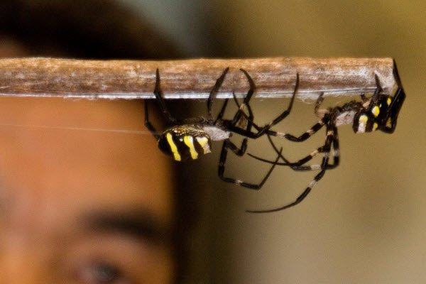 Spider Fighting: A Unique Spectacle Beyond Traditional Wrestling