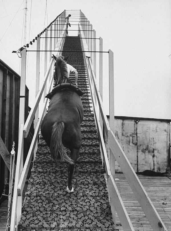 Horse Diving: A Forgotten and Controversial American Sport