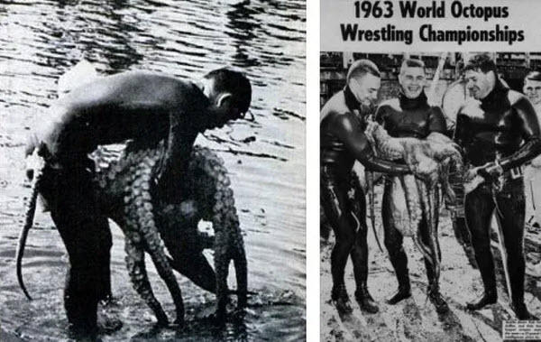 Octopus Wrestling: From Myth to Sport