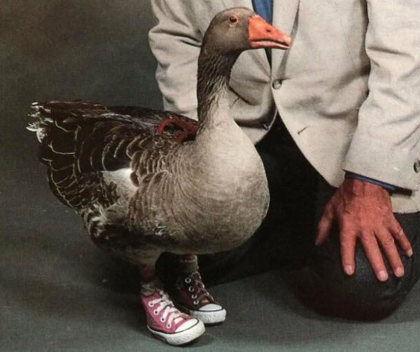 The Tragic Story of Andy the Goose: A Life of Courage and Unanswered Questions