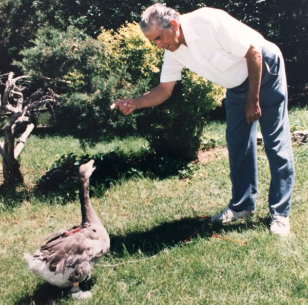 The Tragic Story of Andy the Goose: A Life of Courage and Unanswered Questions