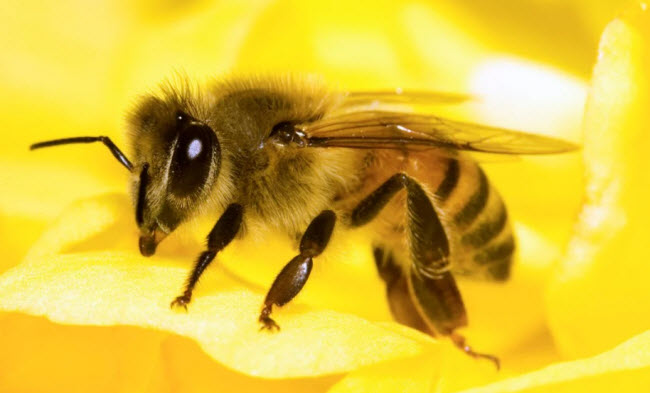 The Bee: A Beneficial Insect