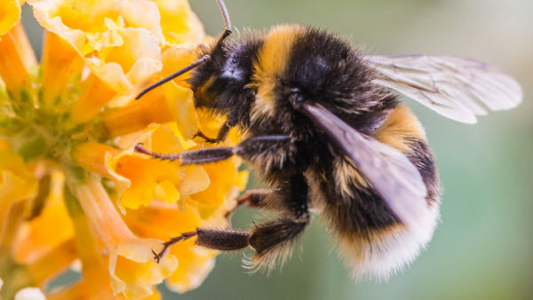 The Bee: A Beneficial Insect