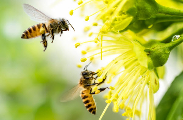 The Bee: A Beneficial Insect