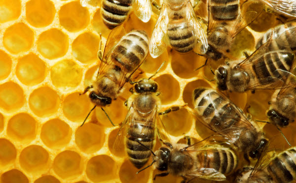 The Bee: A Beneficial Insect