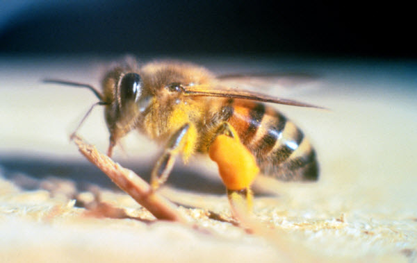 The Bee: A Beneficial Insect