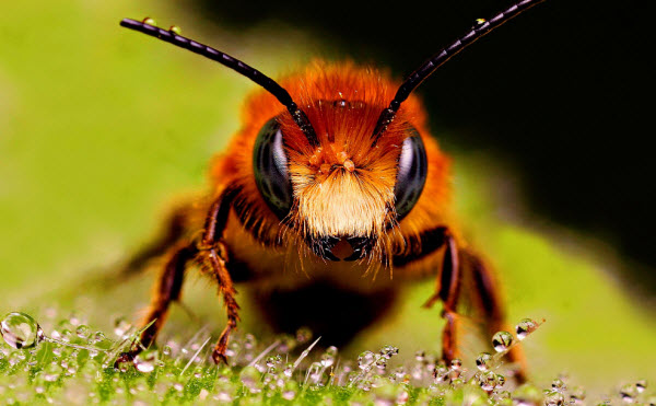 The Bee: A Beneficial Insect